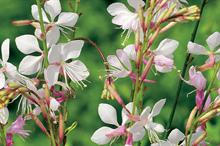 Gaura lindheimeri ‘Corrie’s Gold’ - all images: Floramedia